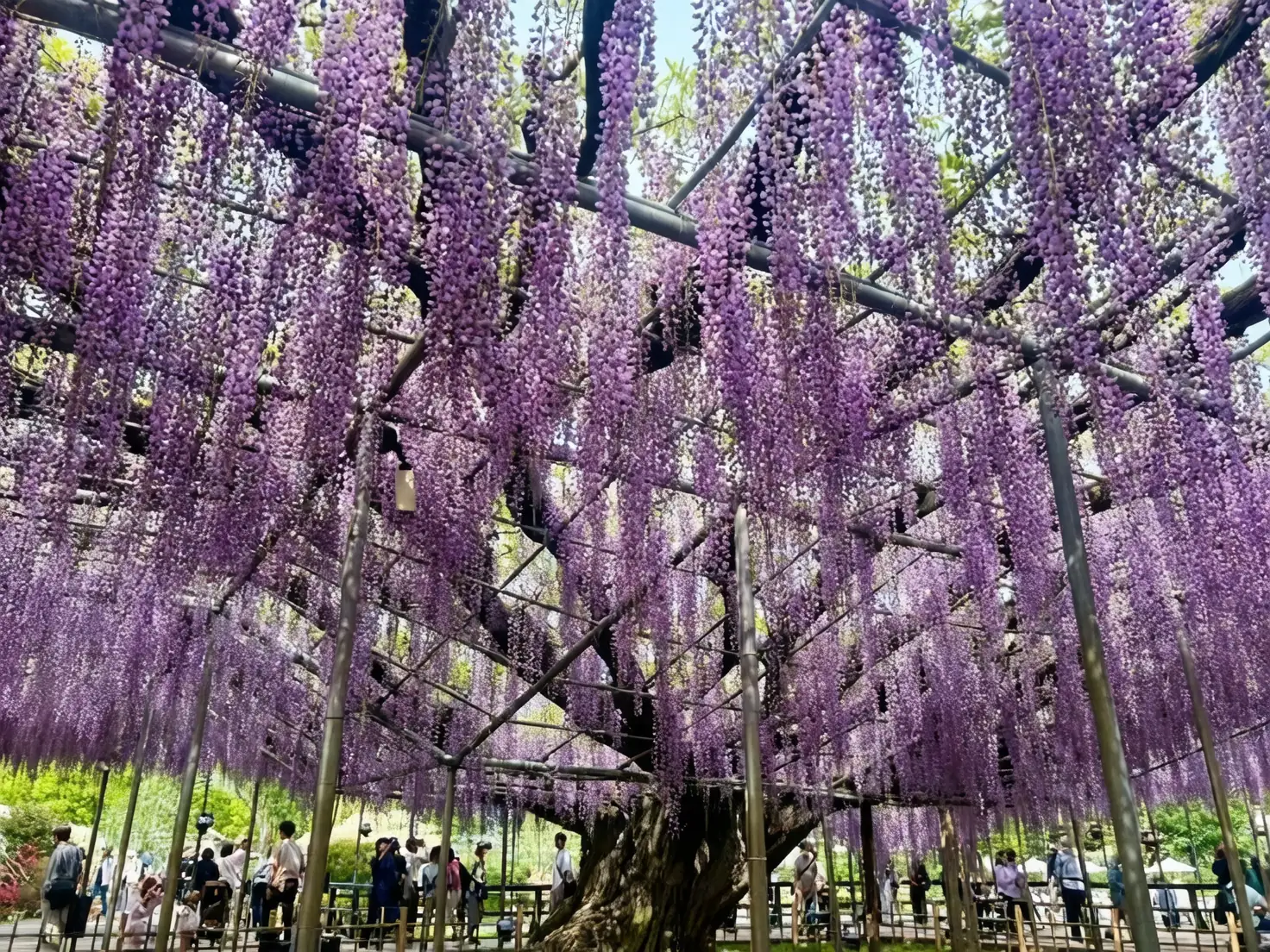 wisteria festival japan