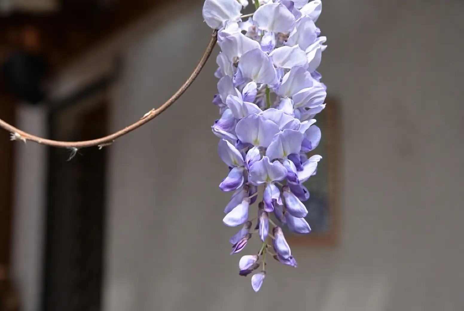 Vertical Beauty: Designing With Wisteria for Garden Elegance