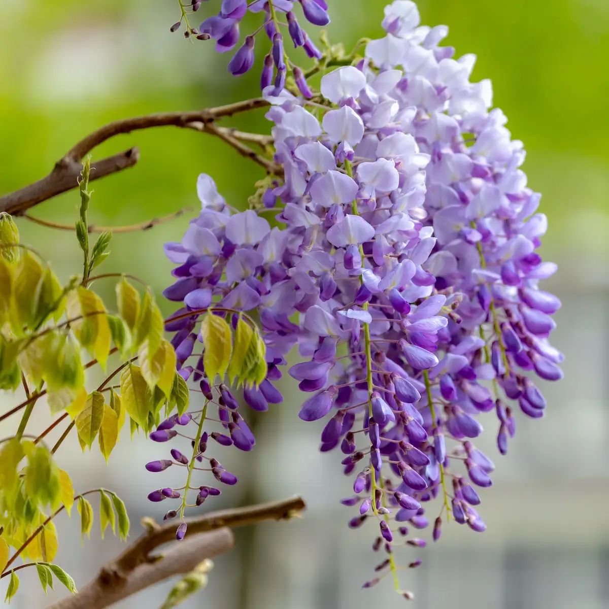 wisteria sinensis close-up blooms