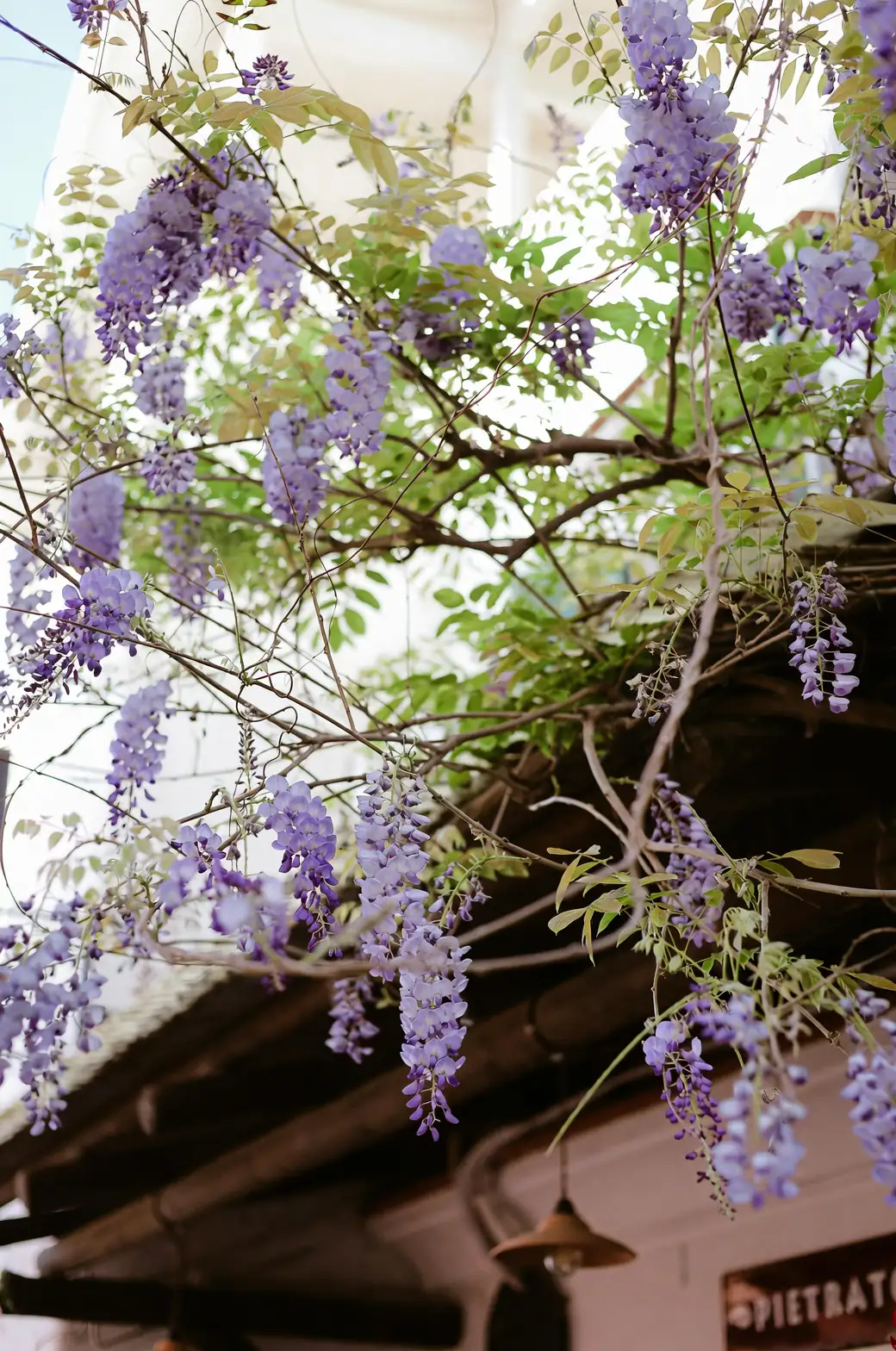 wisteria on pergola summer shade
