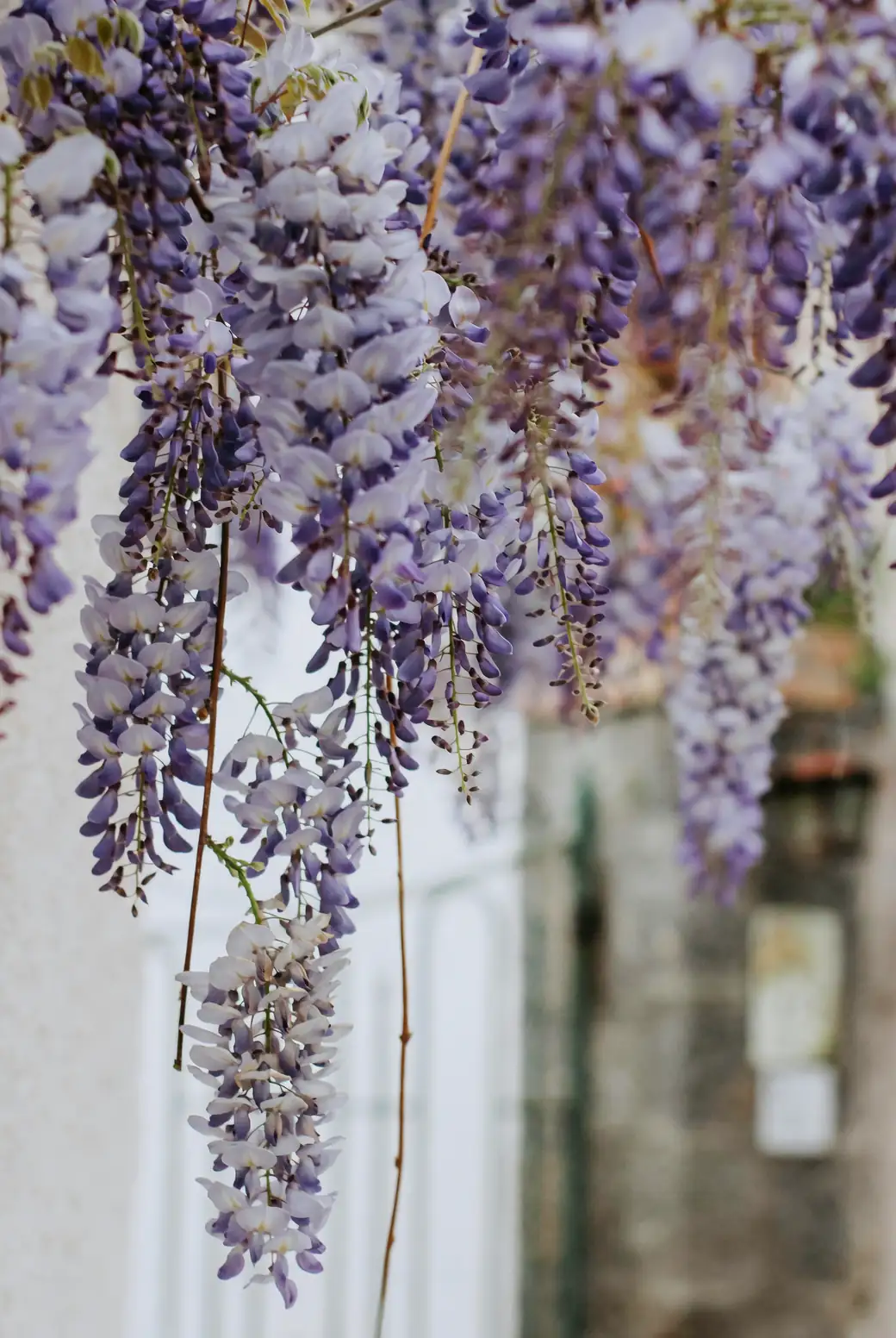 pruning wisteria vine garden