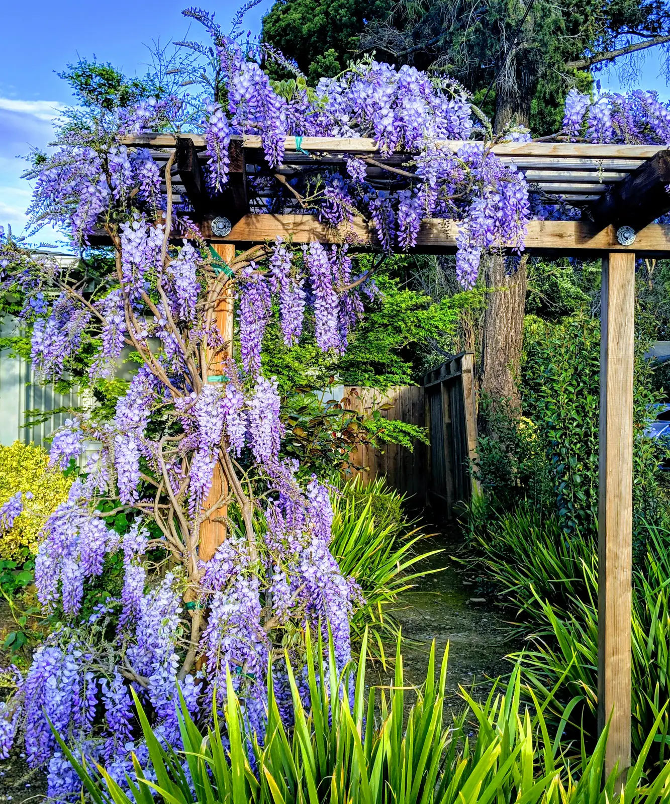 Propagation Masterclass: Growing Your Own Wisteria
