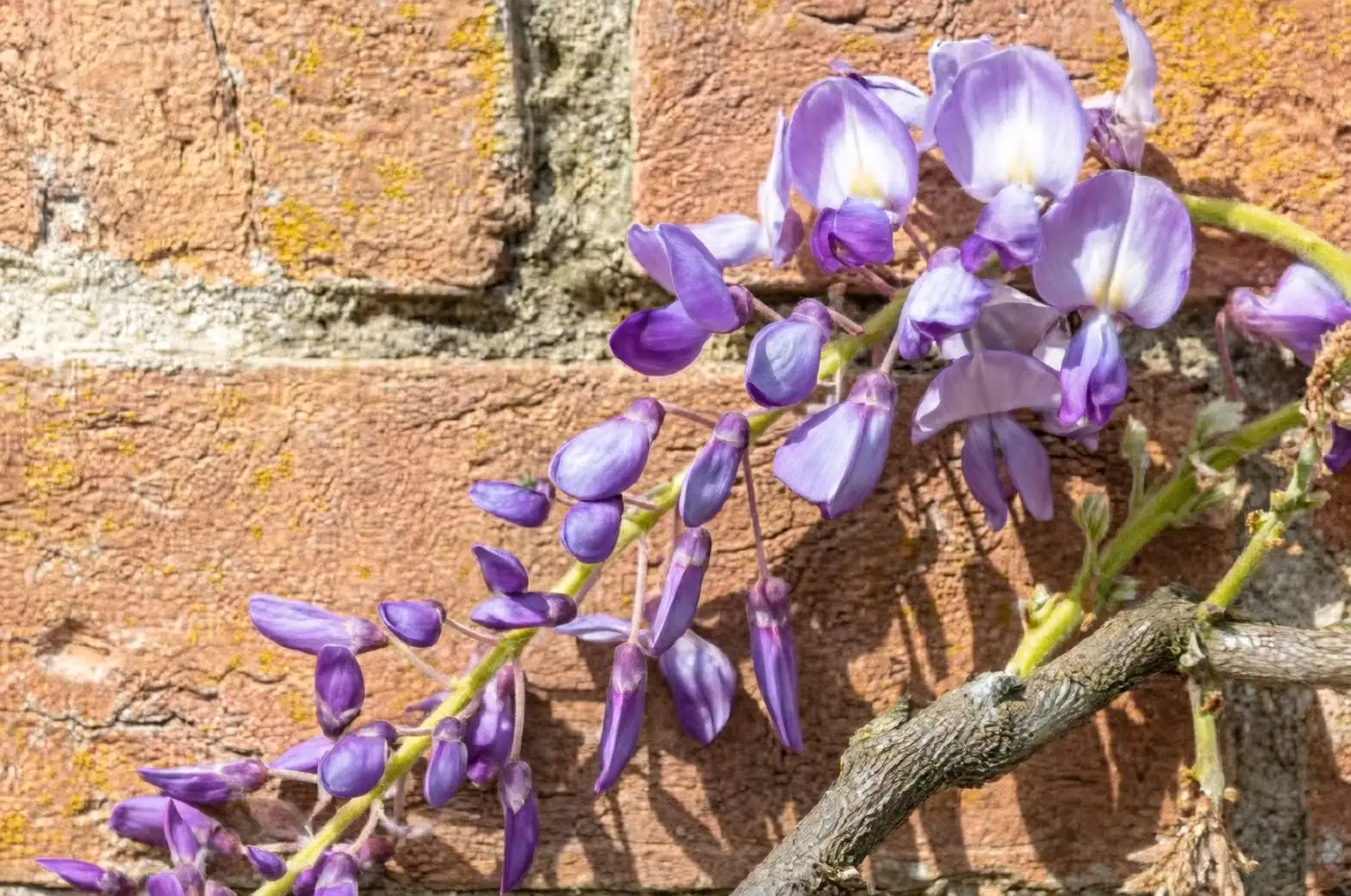 wisteria sinensis close-up flowers