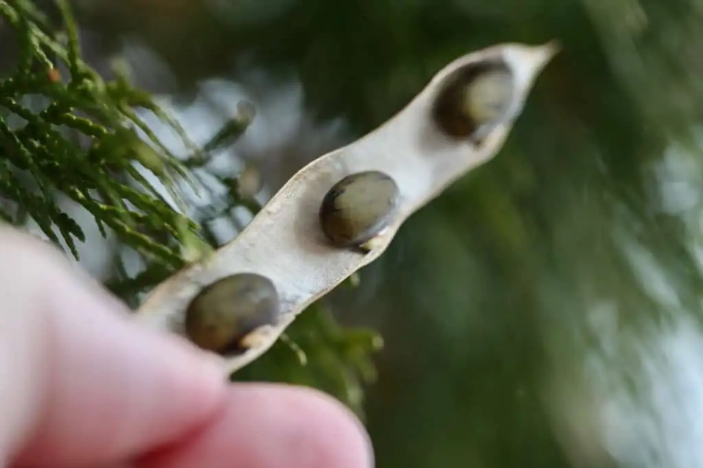 wisteria seeds and seedlings