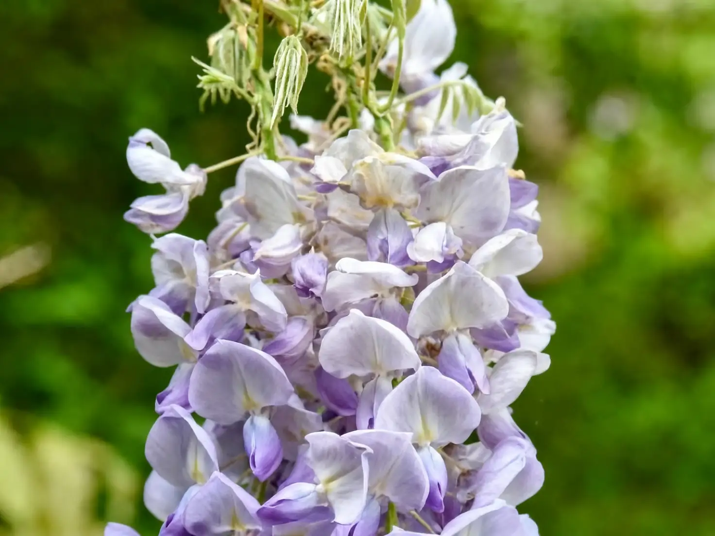 wisteria vine care pruning
