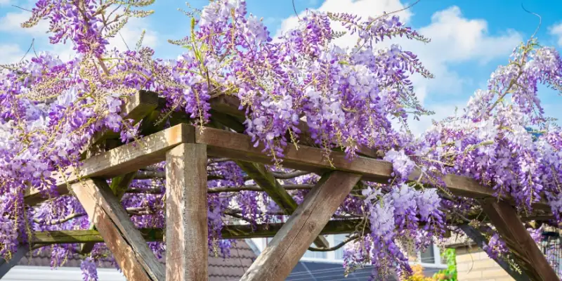 Heavenly Scent: The Fragrant Allure of Wisteria Blooms