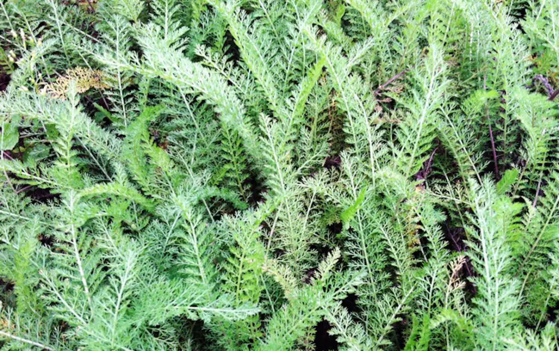 Achilles using yarrow on soldiers