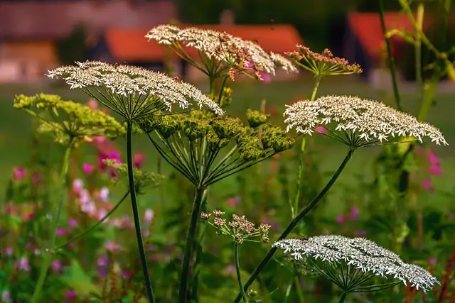 yarrow in traditional love rituals
