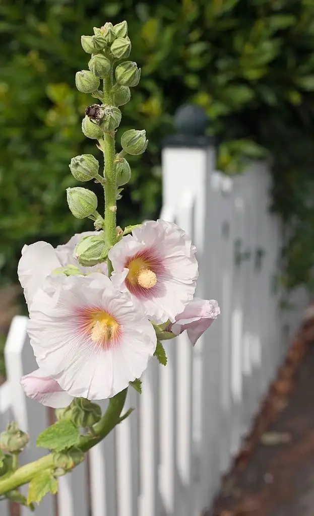 Secrets to Thriving Hollyhocks: A Gardener’s Ultimate Care Guide