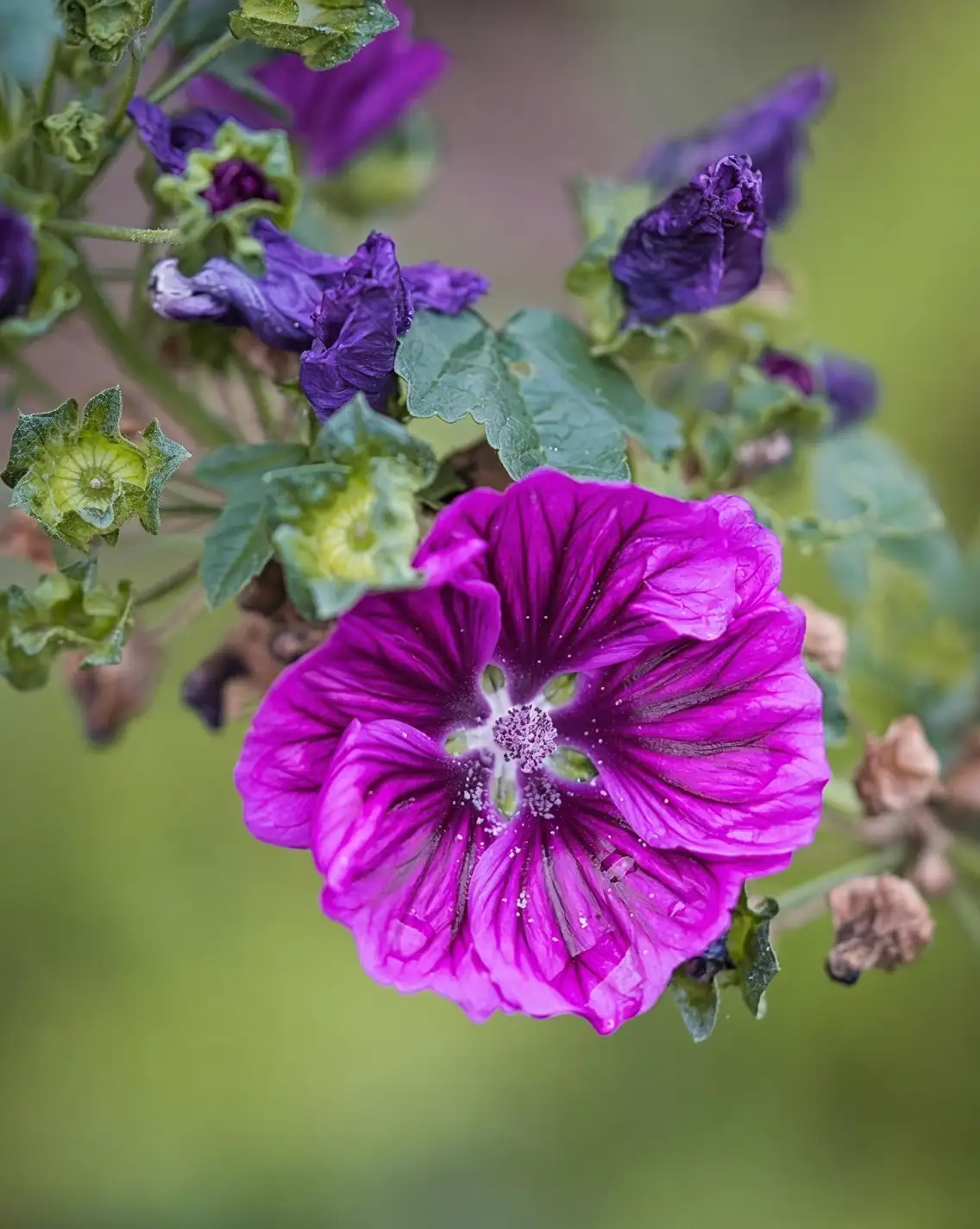 hollyhock sunlight exposure