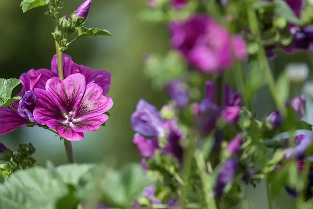 watering hollyhock base