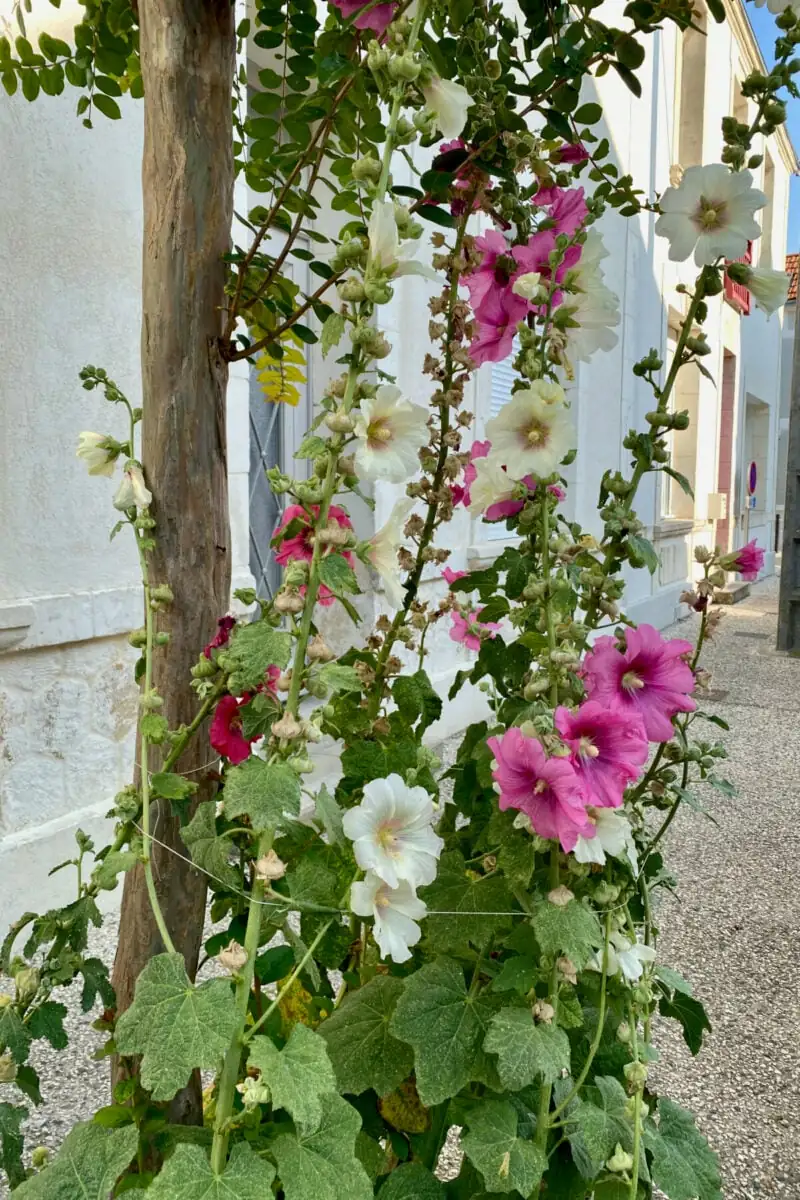 staking hollyhock plants