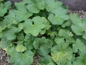 hollyhock rust symptoms close-up