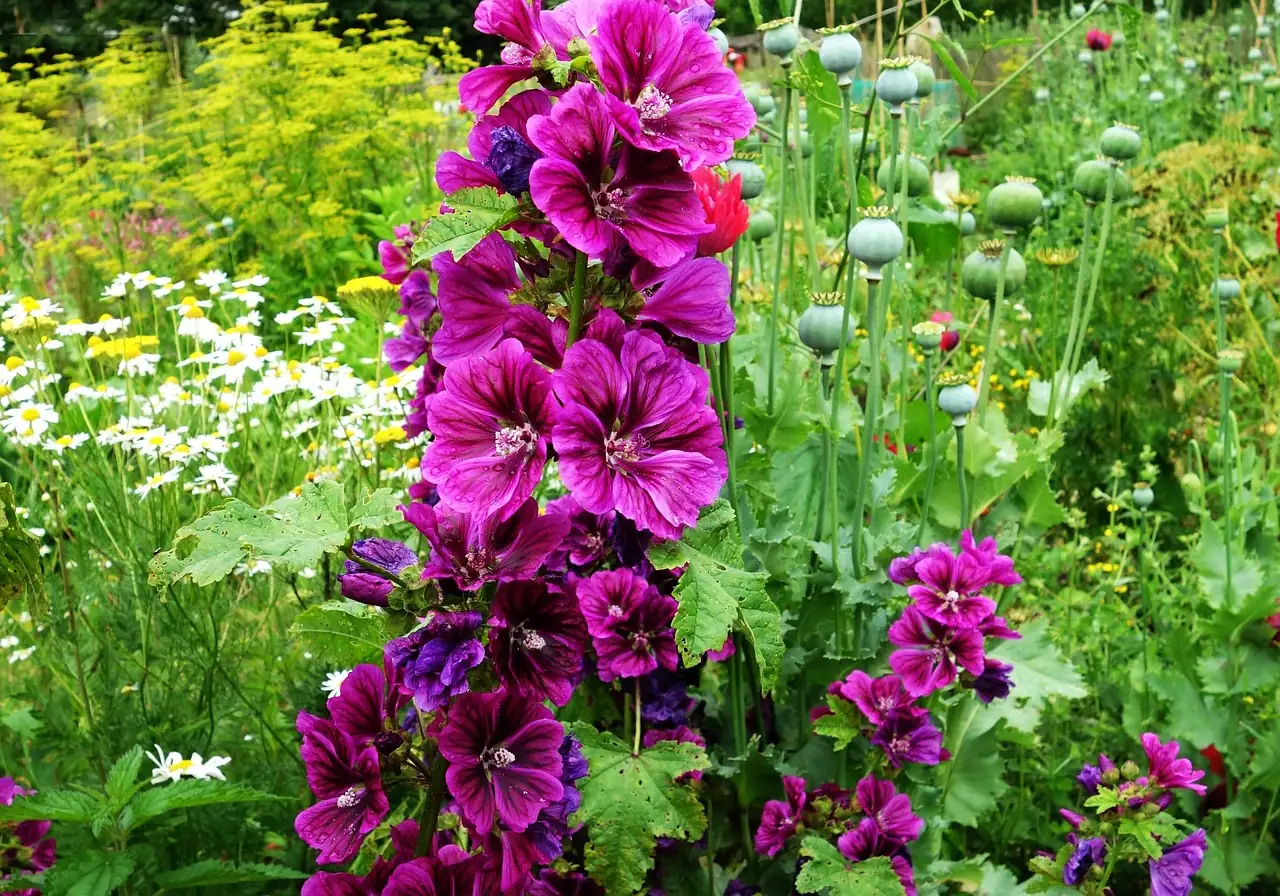 hollyhock pruning garden hygiene