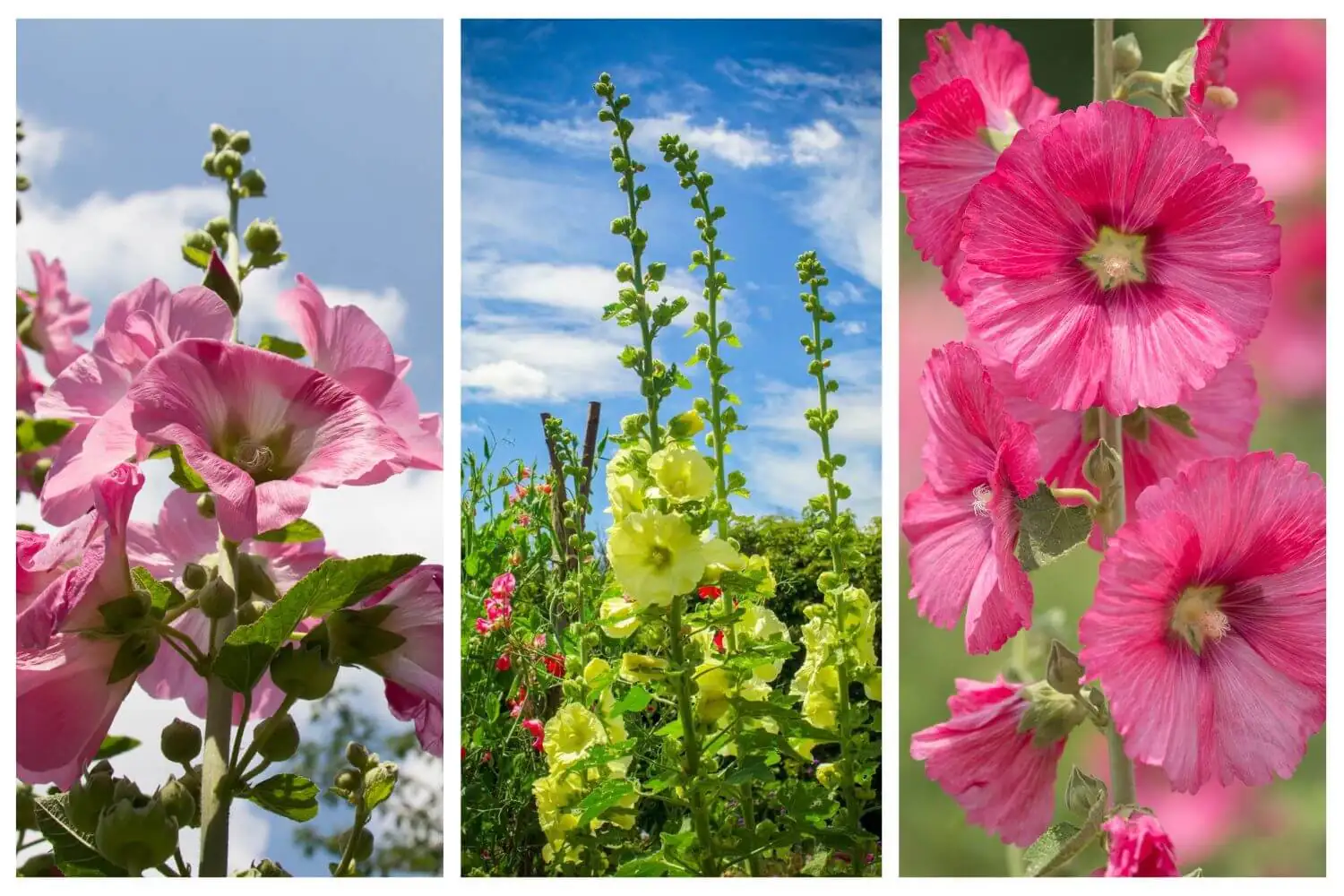 hollyhock planting healthy inspection