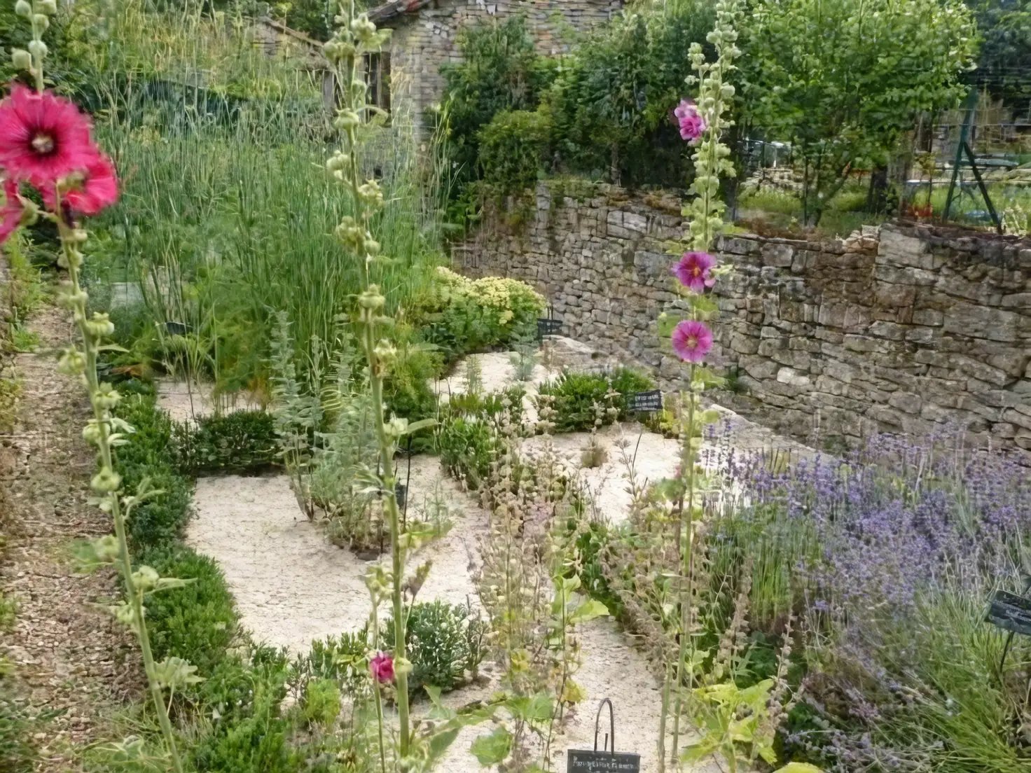 medieval garden hollyhocks