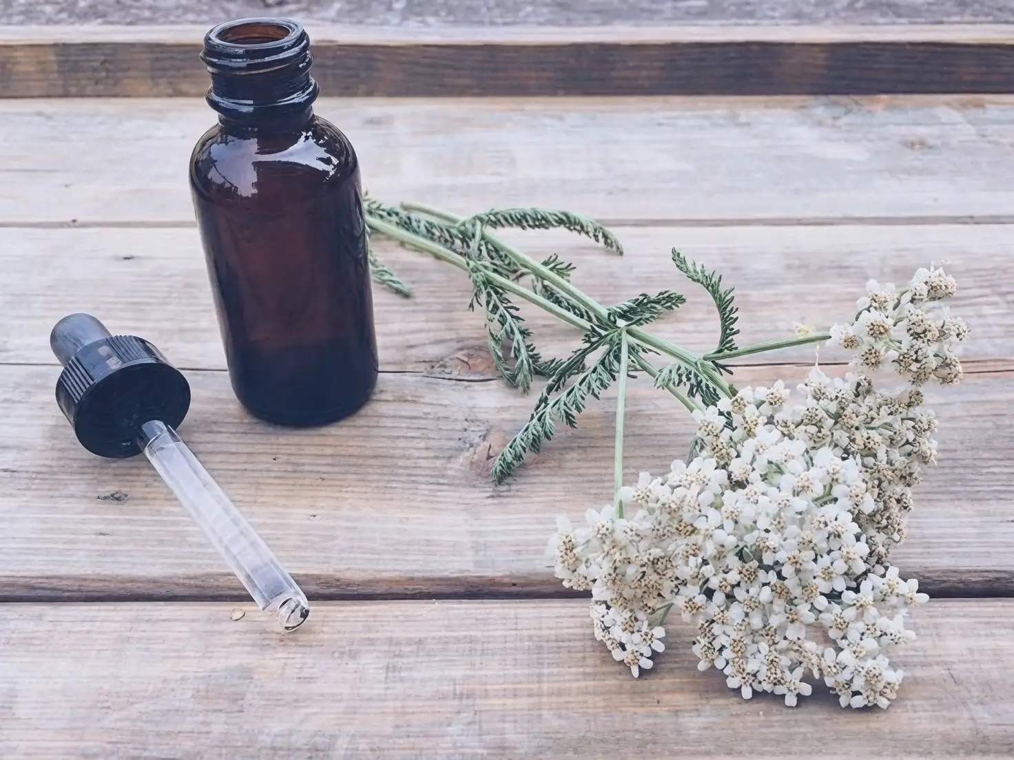yarrow medicinal herb historical use