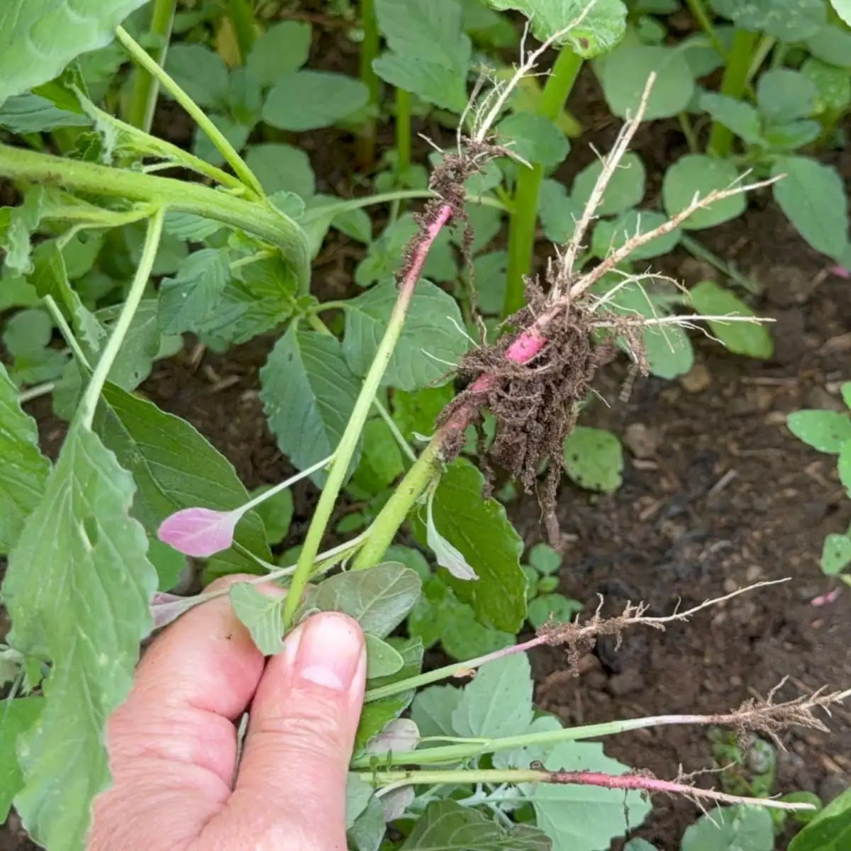 hollyhock garden care tips