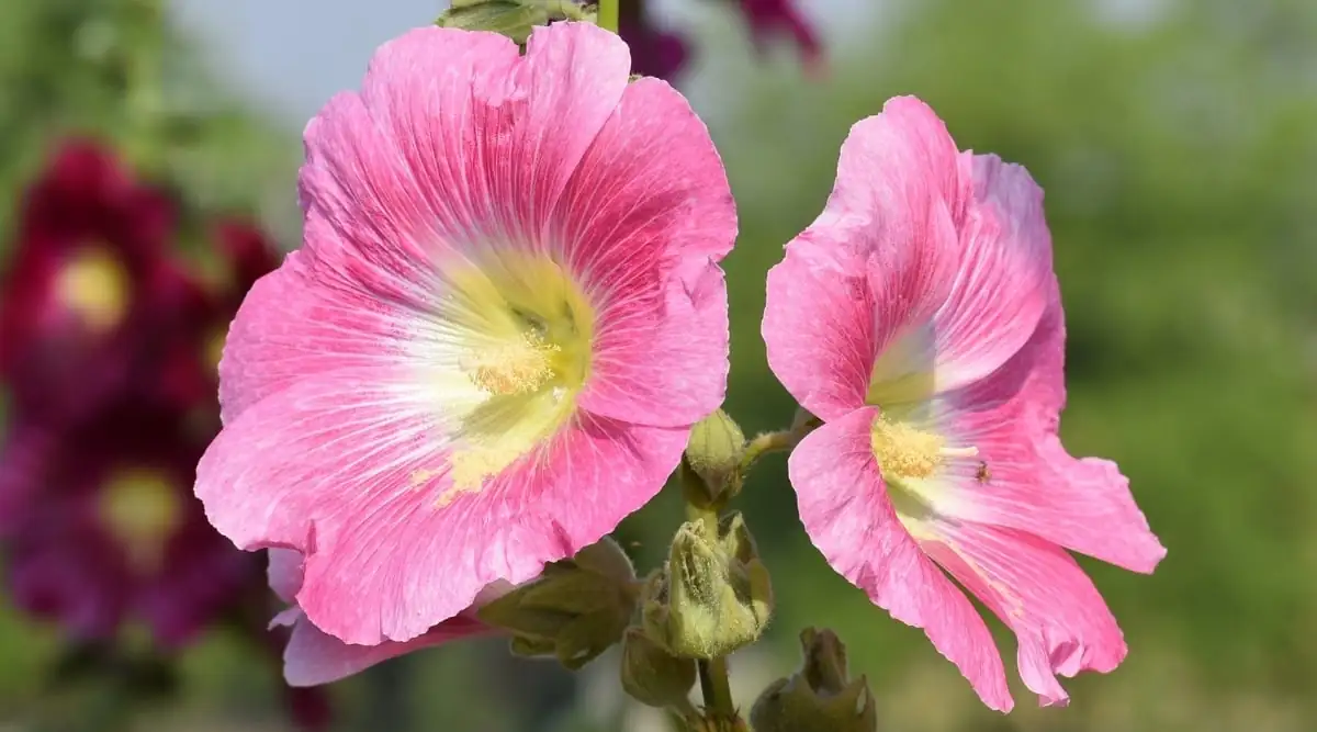 Did You Know? Quirky Facts About Hollyhocks That Will Surprise You