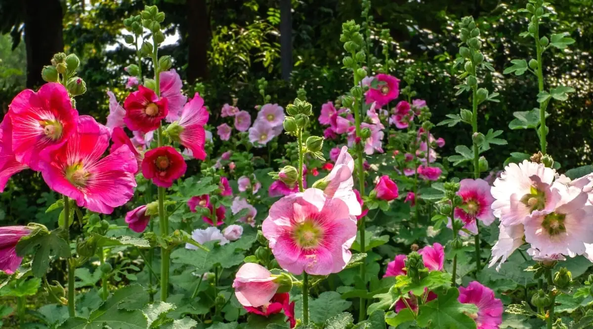 hollyhocks tall garden plant