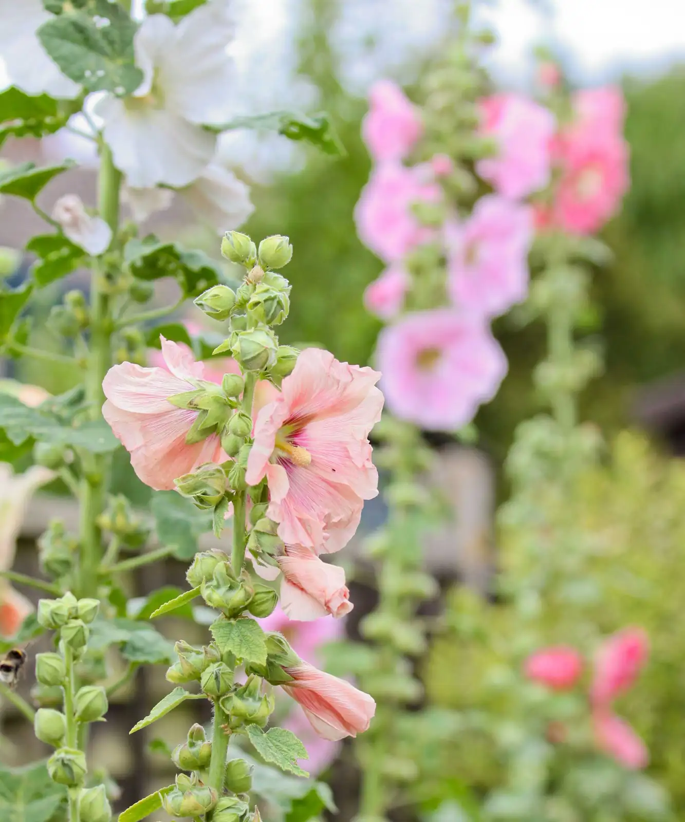 hollyhocks blooming cascade