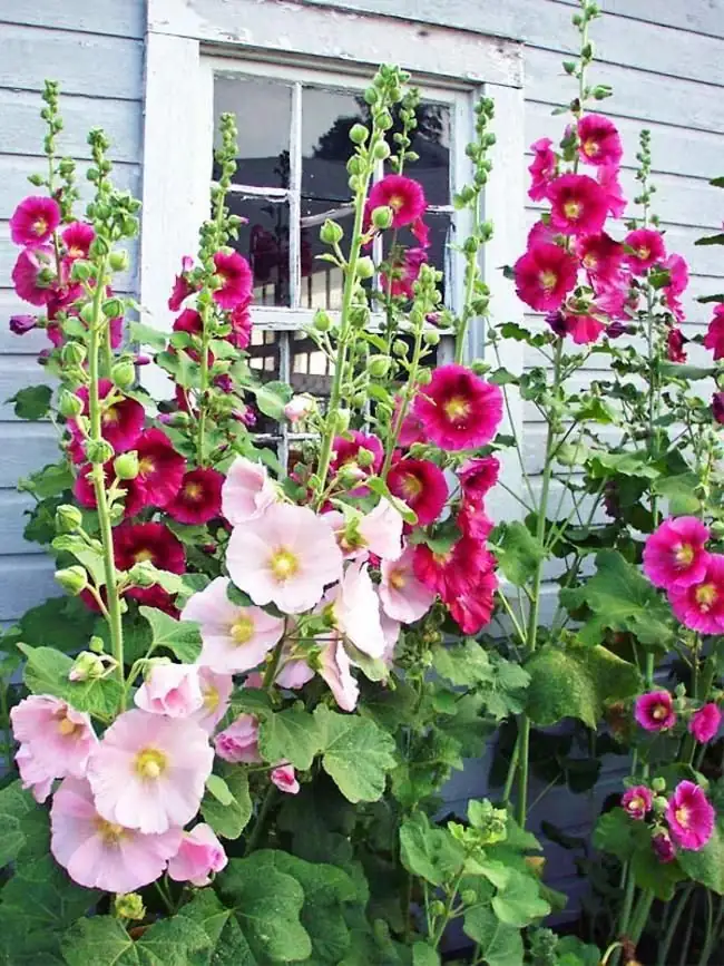Dreams and Ambitions: Exploring the Flower Language of Hollyhocks