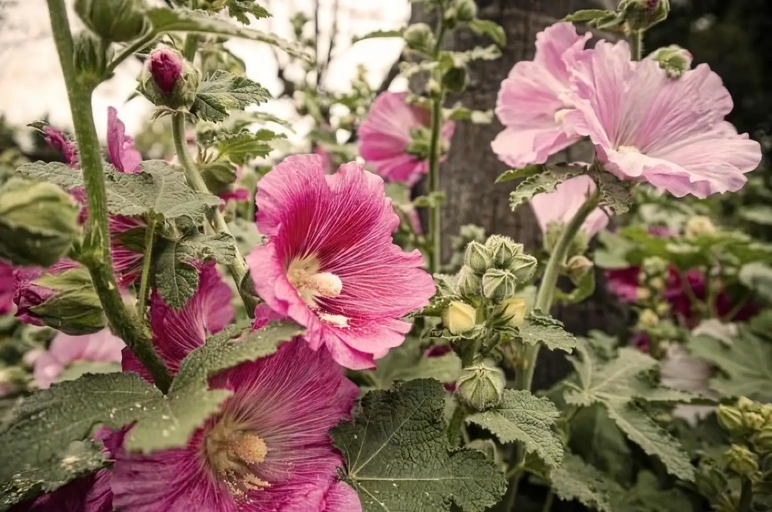 hollyhocks different colors close-up