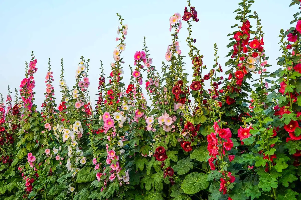 hollyhocks tall stalks reaching sky