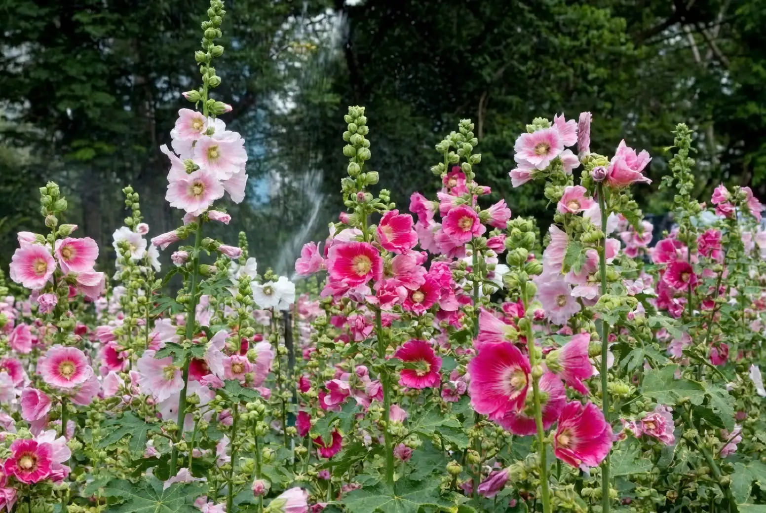 hollyhocks garden care tips