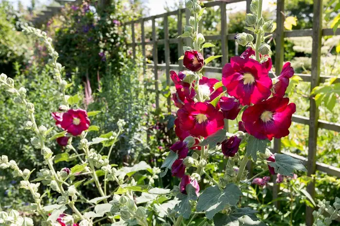 hollyhocks back border garden