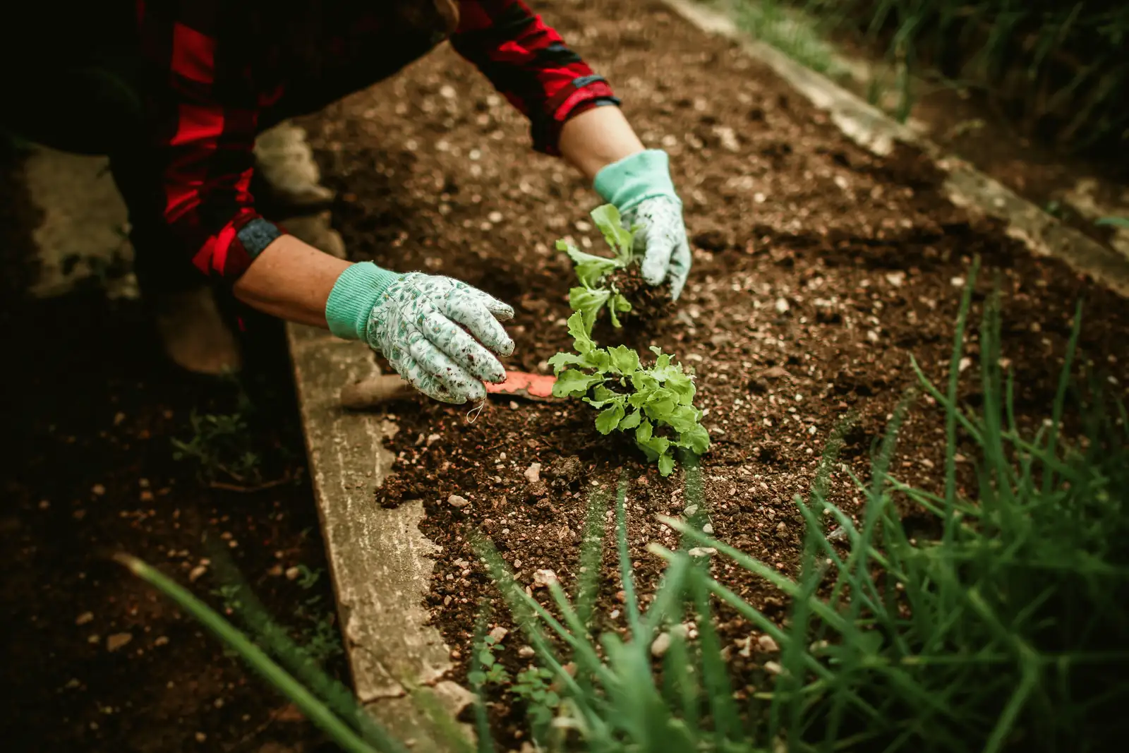 hollyhocks garden care tips