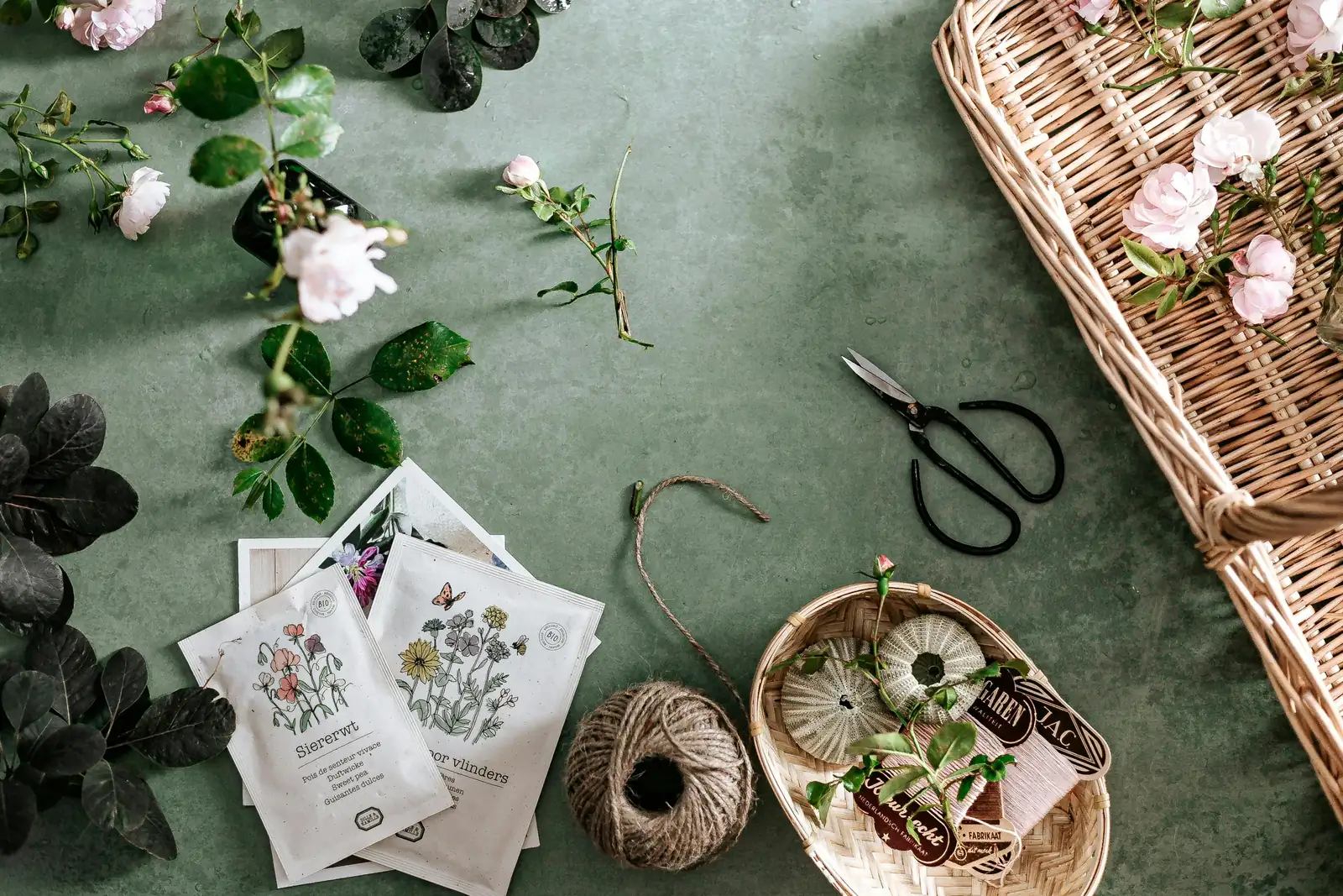 Hollyhock Propagation Masterclass: From Seed to Spectacular Spires