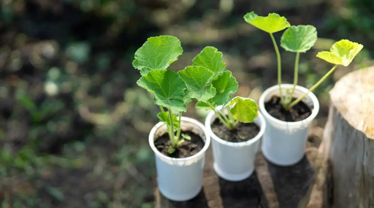 hollyhock seedlings in pots