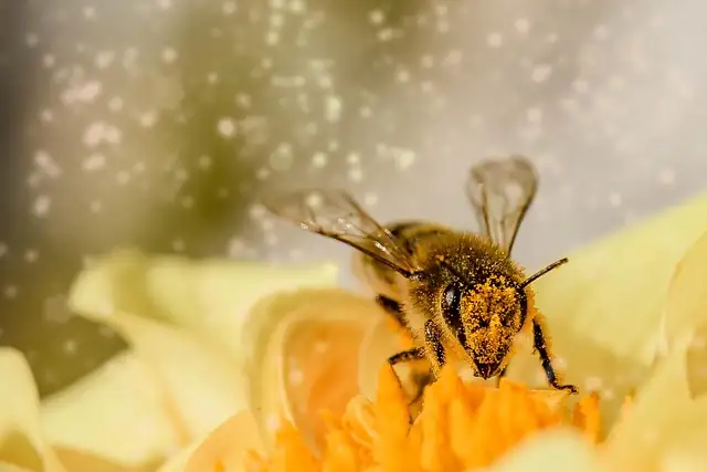 bees on hollyhock flowers