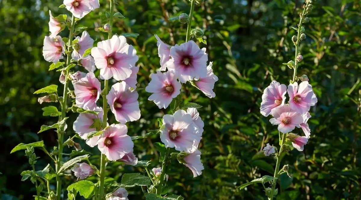 Pollinator Paradise: How Hollyhocks Support Garden Biodiversity