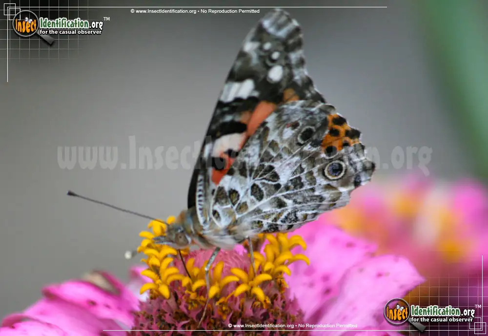 painted lady butterfly on hollyhock