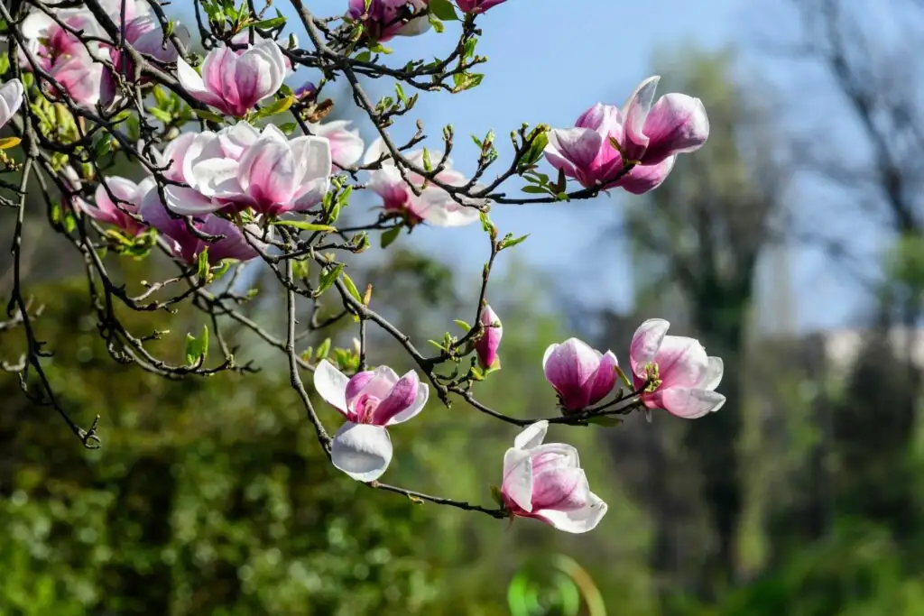 Magnolia Care 101: The Secret to Year-Round Blooms!