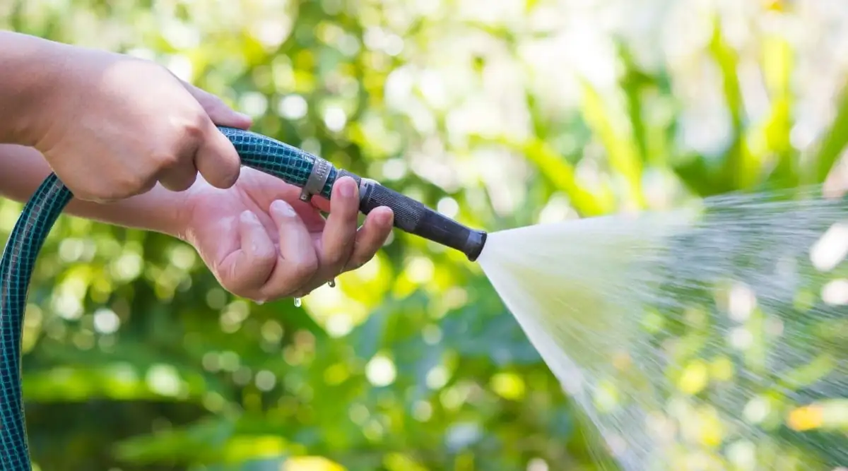 watering magnolia tree garden hose