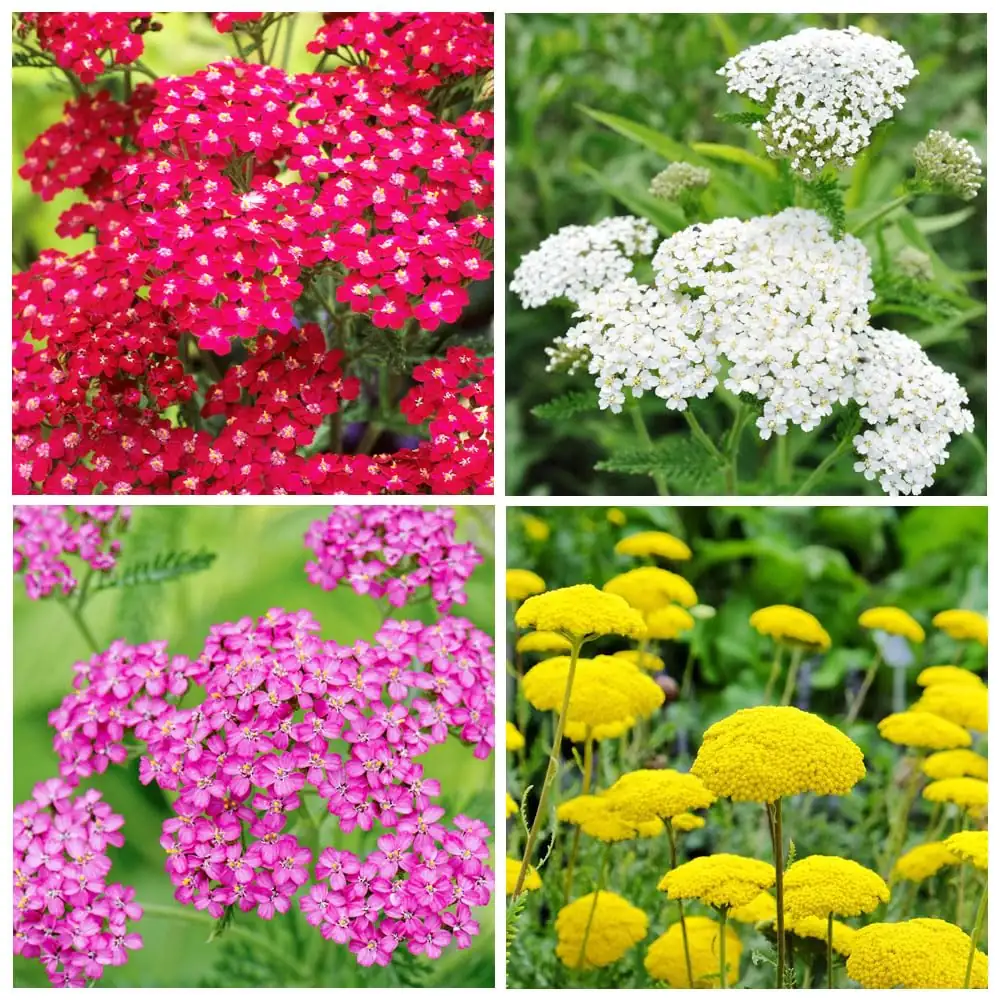 yarrow seeds collection process