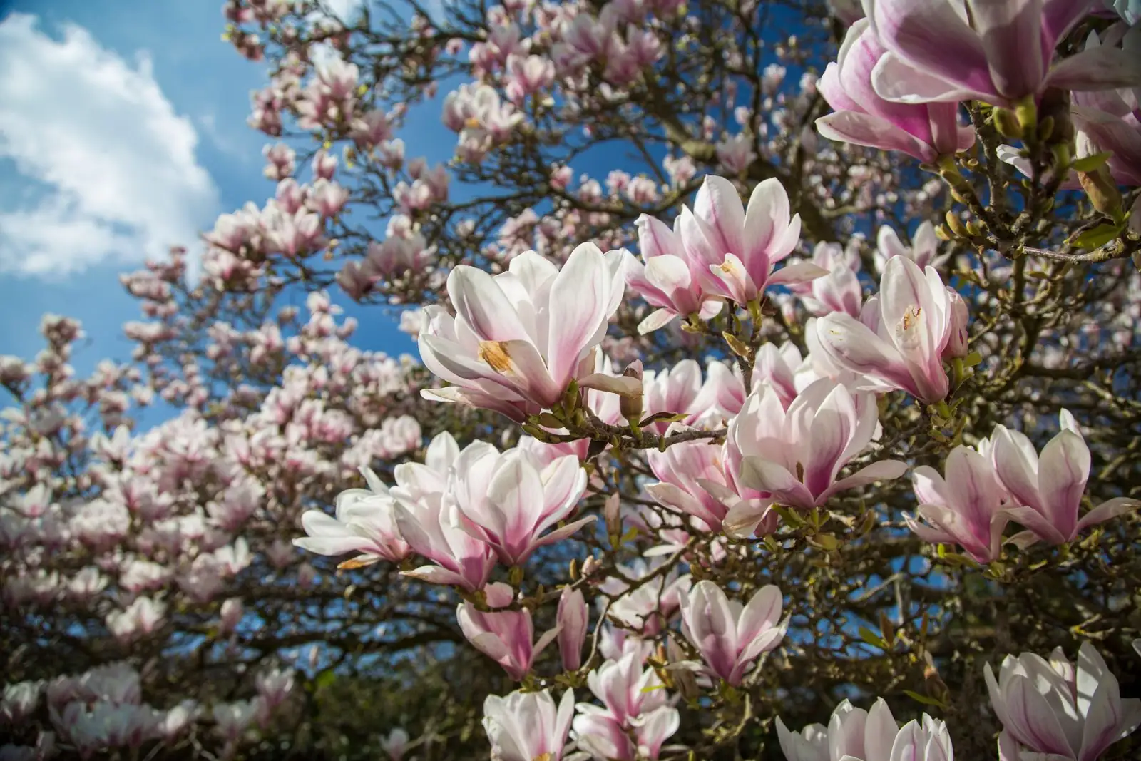 Magnolia Troubles? How to Handle Pests and Problems with Grace