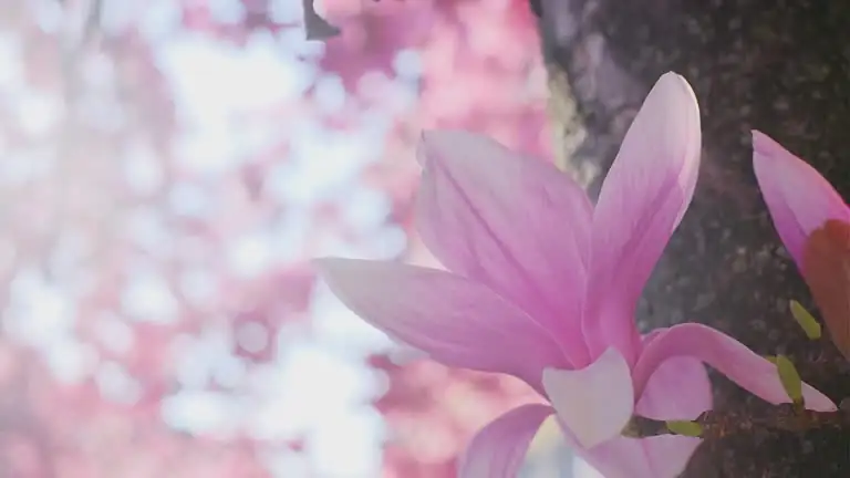 magnolia scale on branch close-up