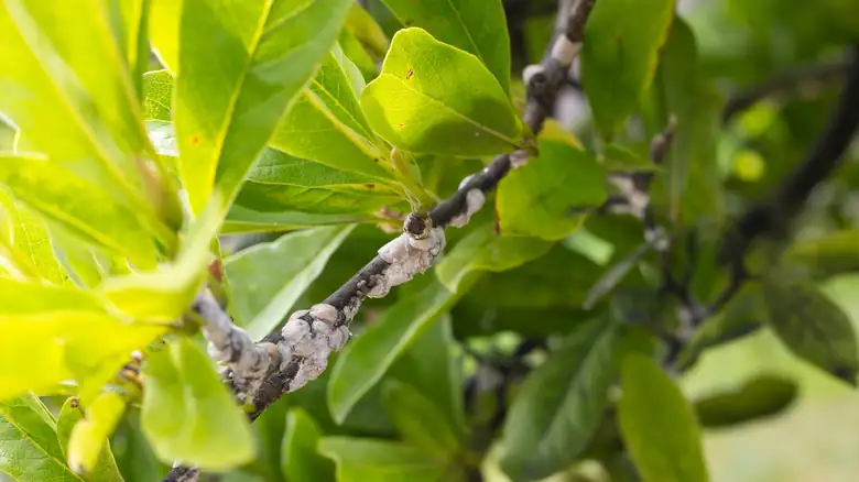 aphids on magnolia leaf