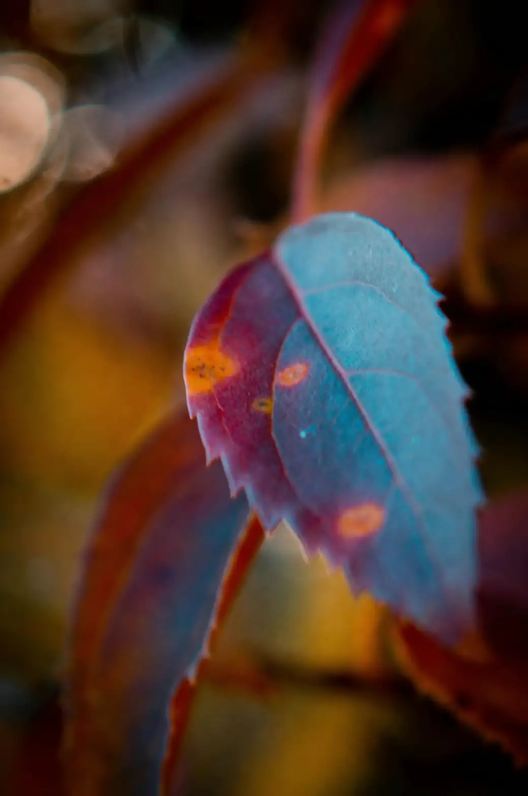 magnolia leaf spot disease