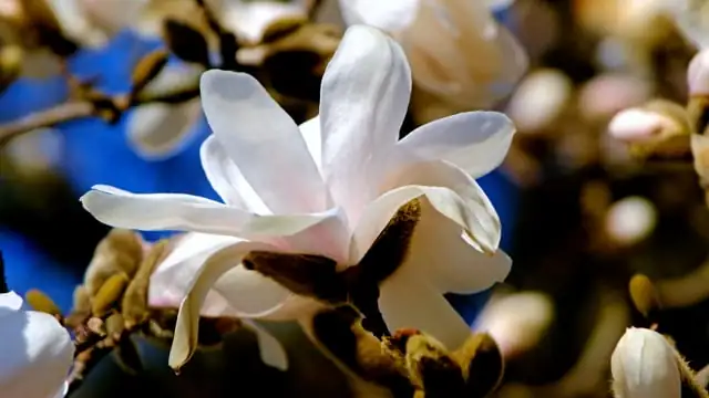 Magnolias Through Time: A Botanical Love Story