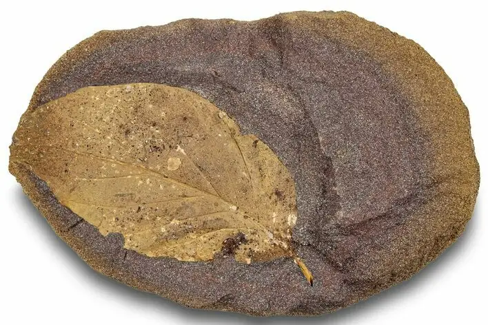 magnolia fossil ancient history