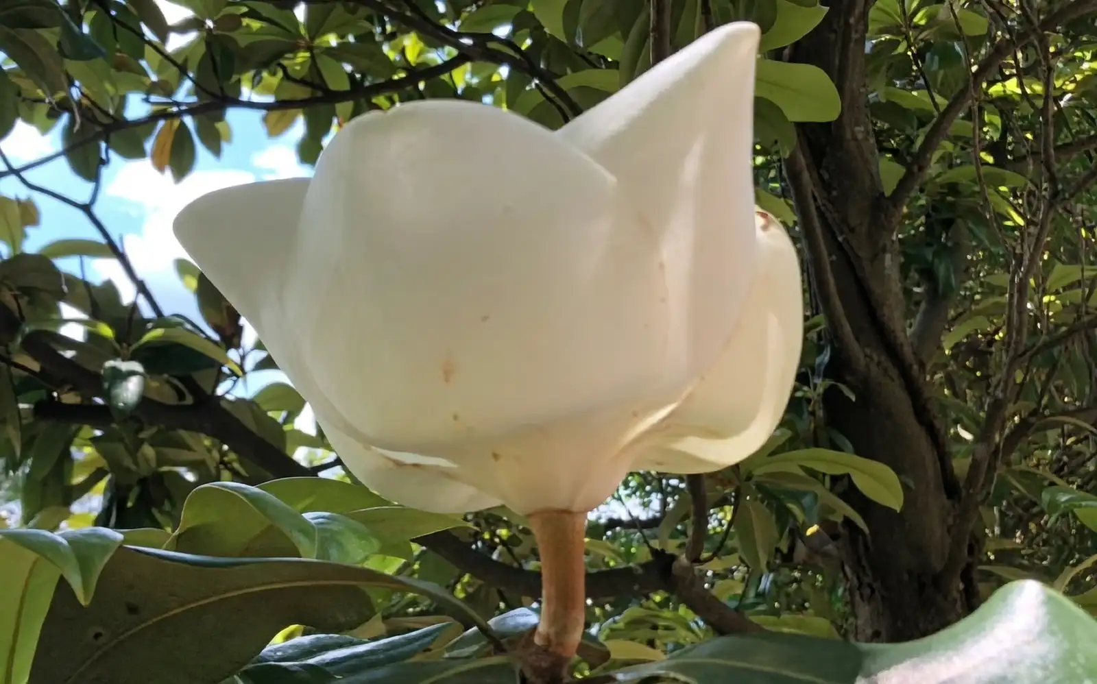 magnolia flower close-up tepals