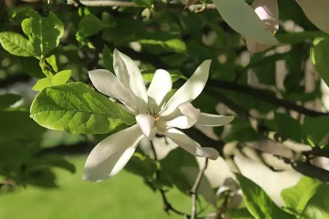 magnolia cultural symbolism