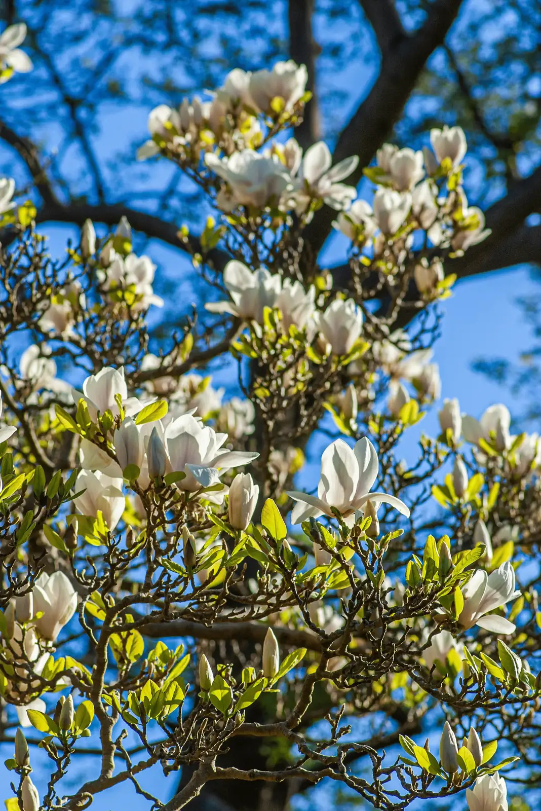 Magnolia Mysteries: Fascinating Facts You Didn’t Know