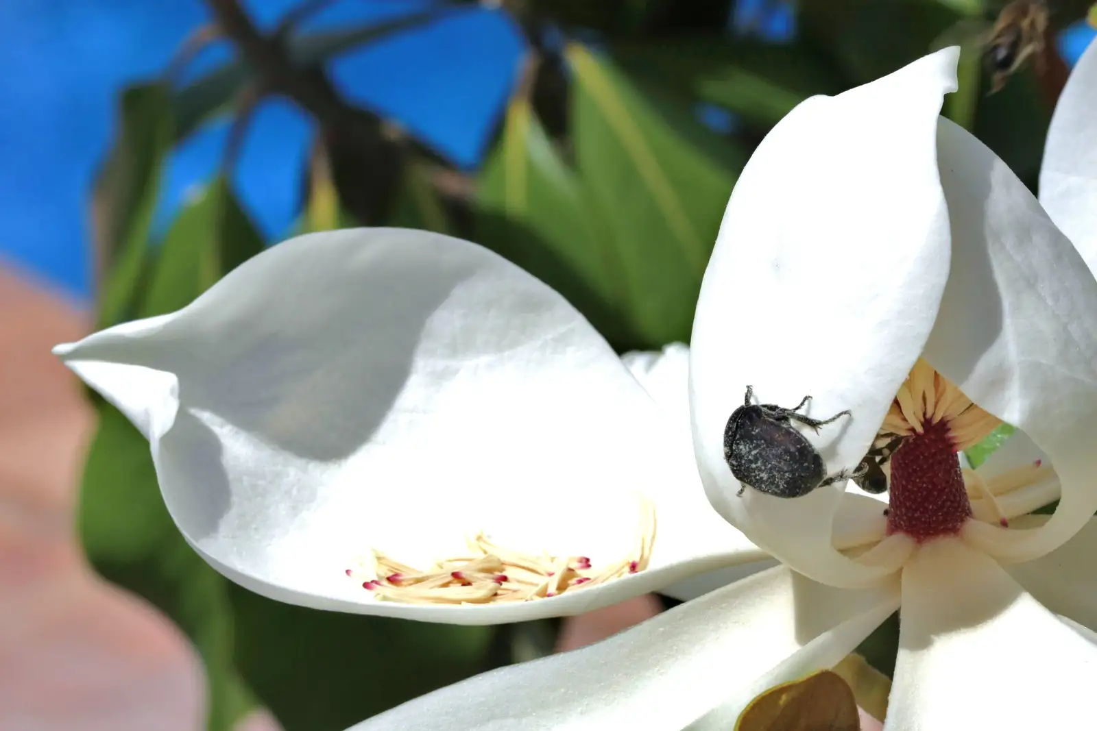 beetle on magnolia flower