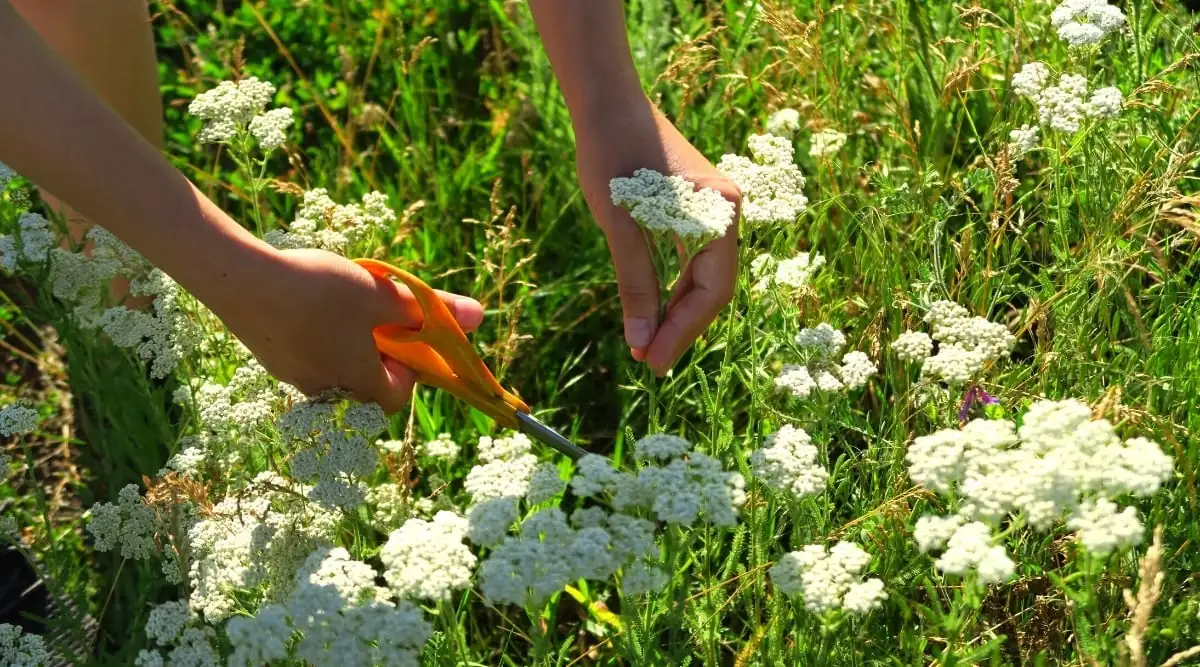 dividing yarrow clumps garden